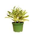 1 Mystery Plant Monthly Subscription Box