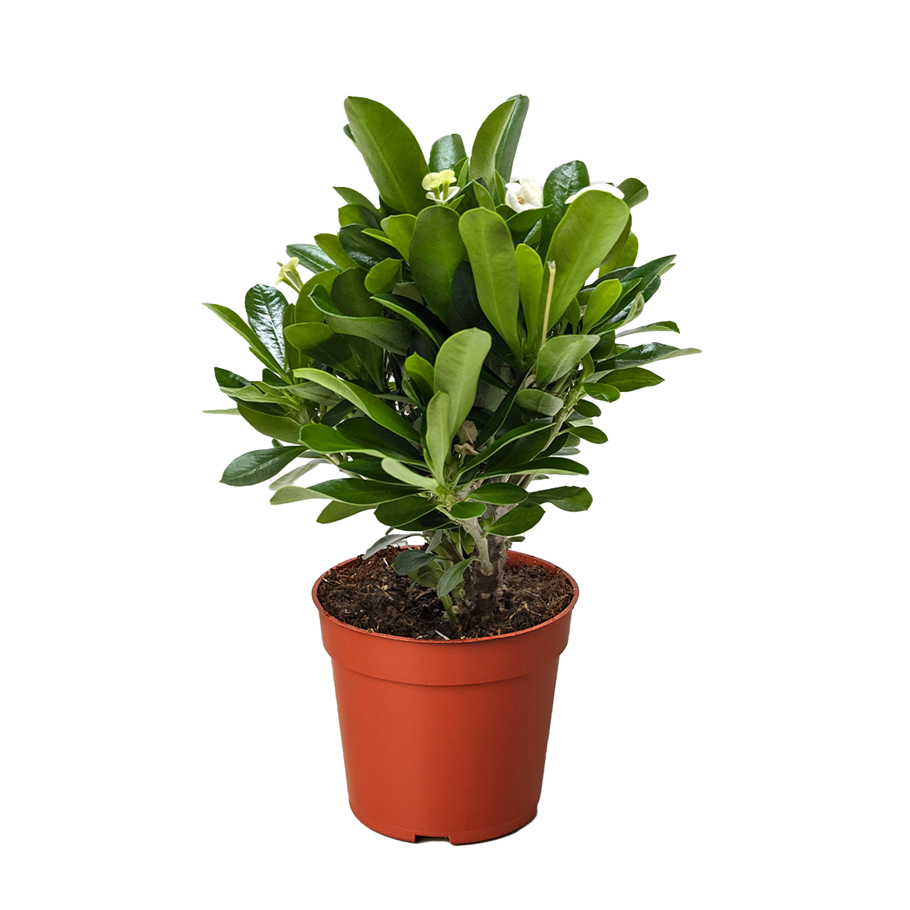 Crown of Thorns