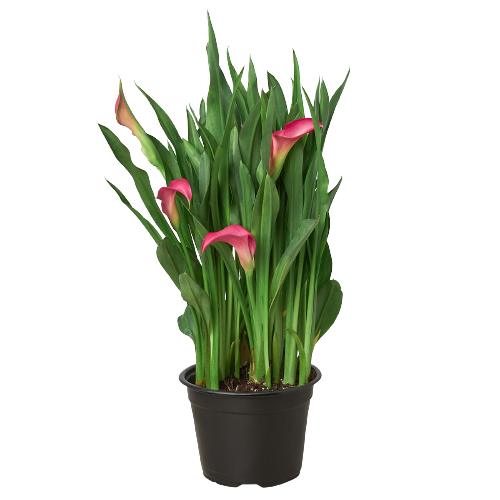 Calla Lily