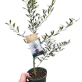 Common Olive Tree (Olea europaea)