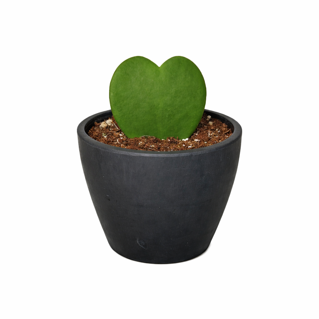 Hoya Rope Plant