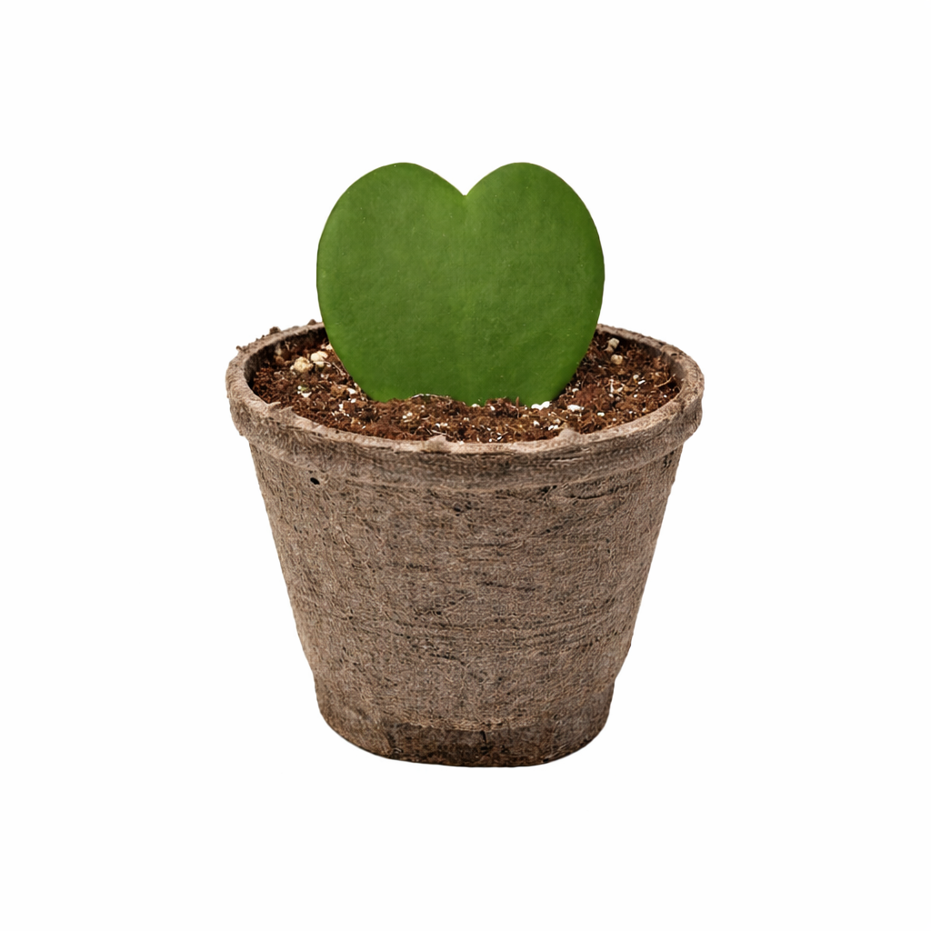 Hoya Rope Plant