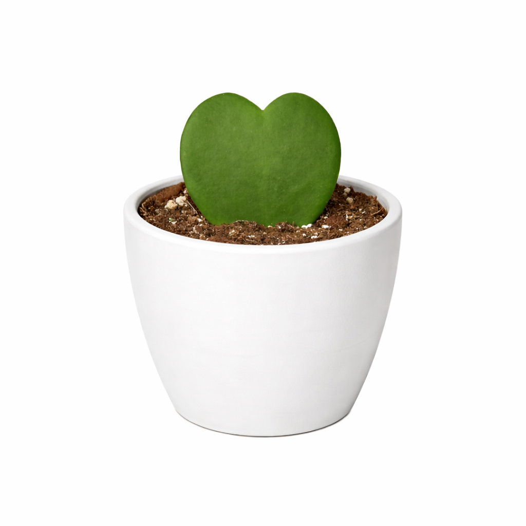 Hoya Rope Plant